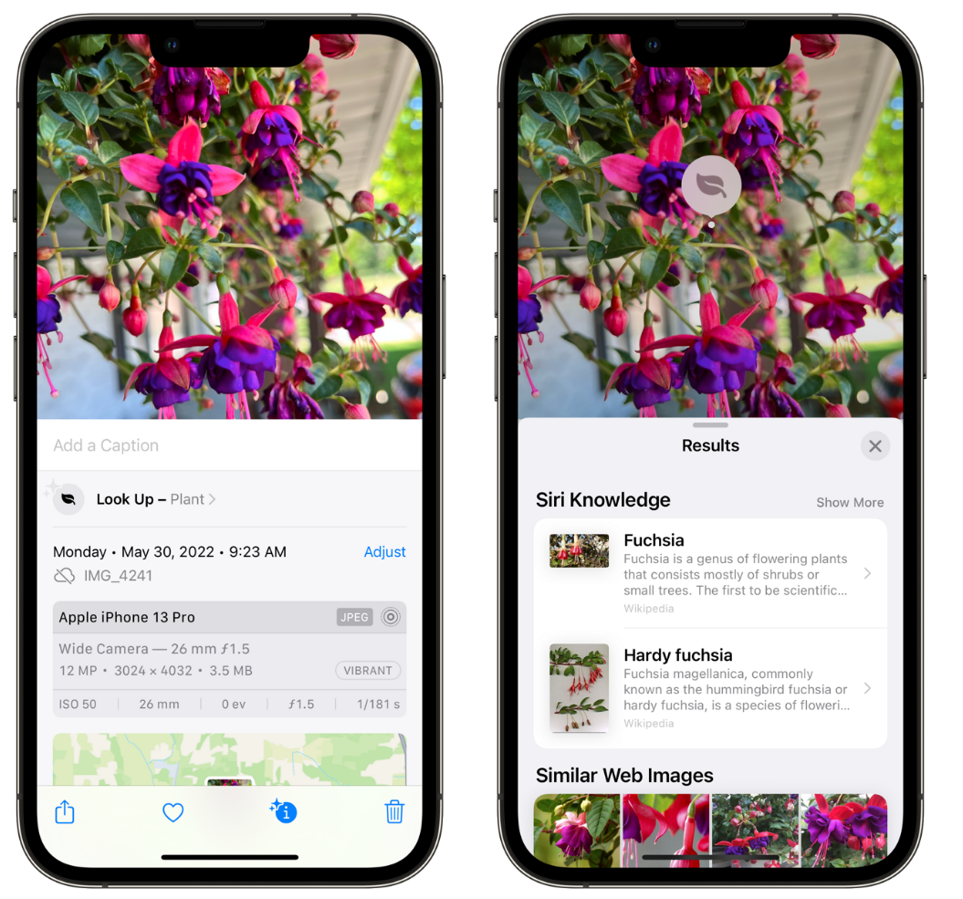 汶川苹果手机维修分享小技巧：使用 iPhone 相机识别花卉植物 